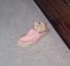 _schumiehschuhrennhamster_small.jpg
